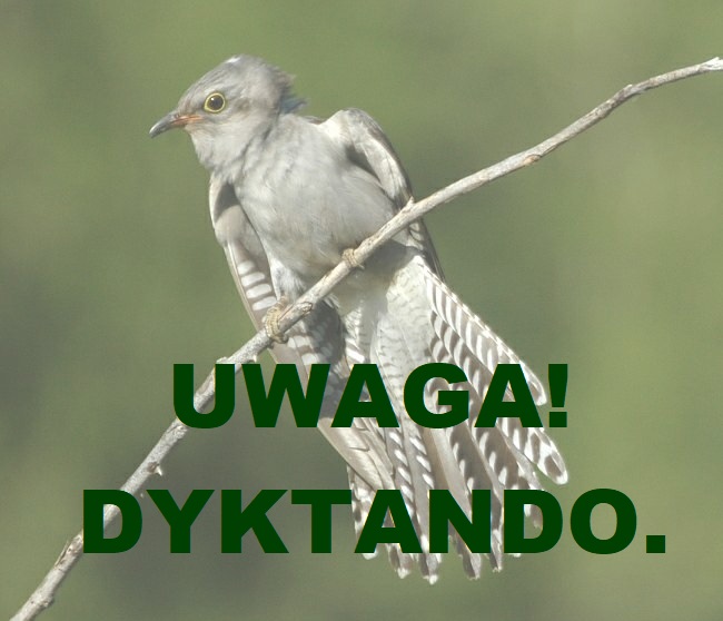 1dyktando